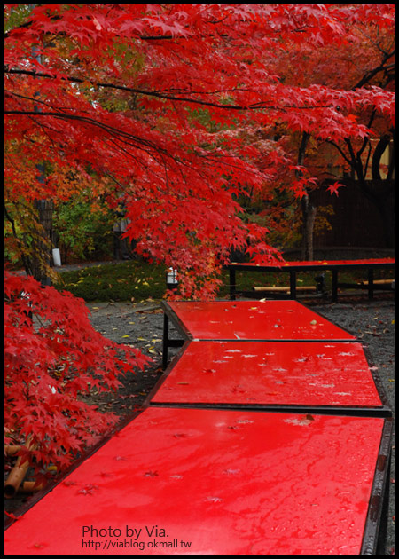 【Via京都賞楓】Day4●此行最美的楓紅在南禪寺及永觀堂