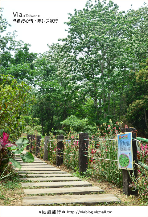 【客家桐花祭】彰化福田賞桐生態園區～跟著via賞桐趣！15