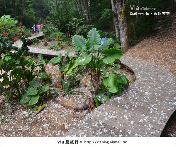 【客家桐花祭】彰化福田賞桐生態園區～跟著via賞桐趣！17