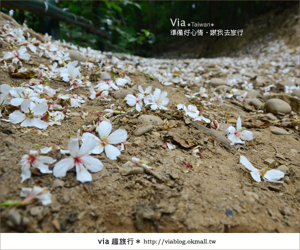 【客家桐花祭】彰化福田賞桐生態園區～跟著via賞桐趣！27