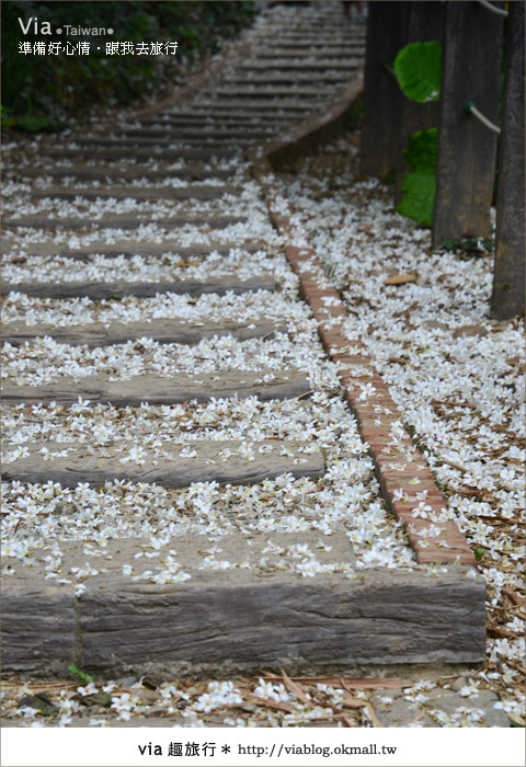 【客家桐花祭】彰化福田賞桐生態園區～跟著via賞桐趣！34