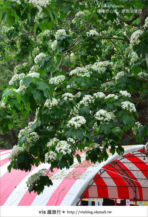 【客家桐花祭】彰化福田賞桐生態園區～跟著via賞桐趣！16