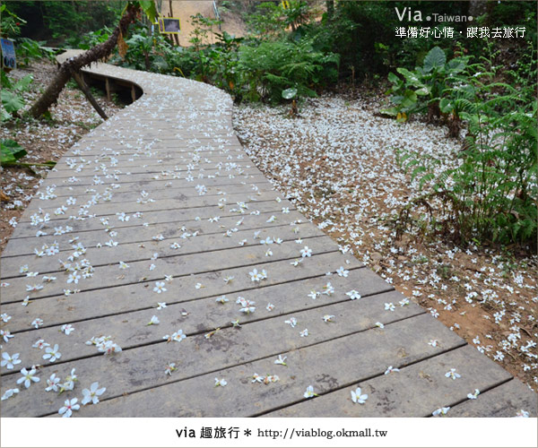 【客家桐花祭】彰化福田賞桐生態園區～跟著via賞桐趣！18