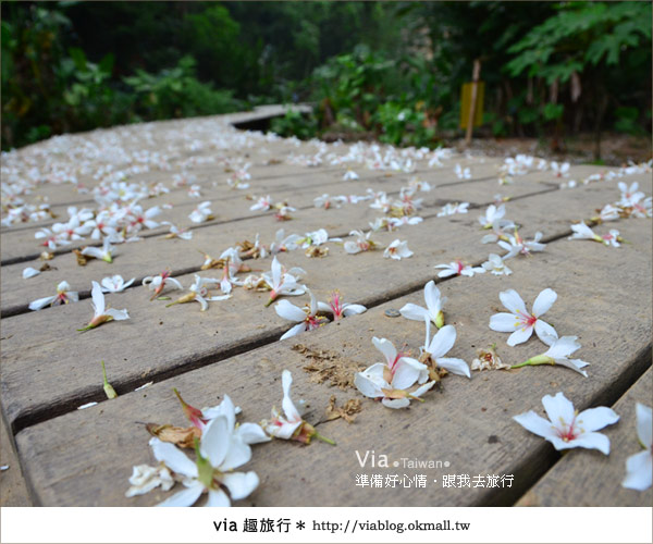 【客家桐花祭】彰化福田賞桐生態園區～跟著via賞桐趣！22