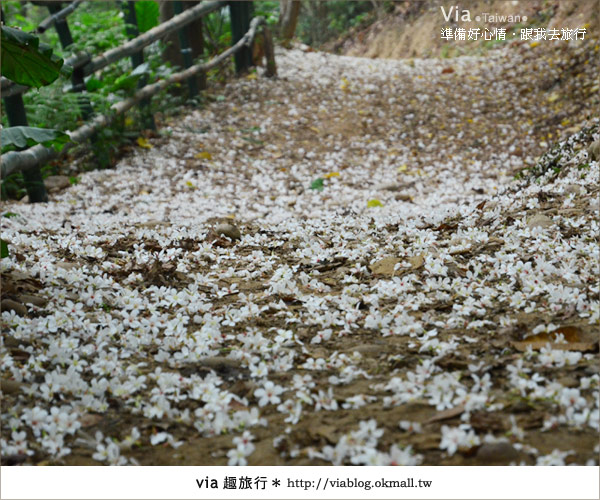 【客家桐花祭】彰化福田賞桐生態園區～跟著via賞桐趣！26