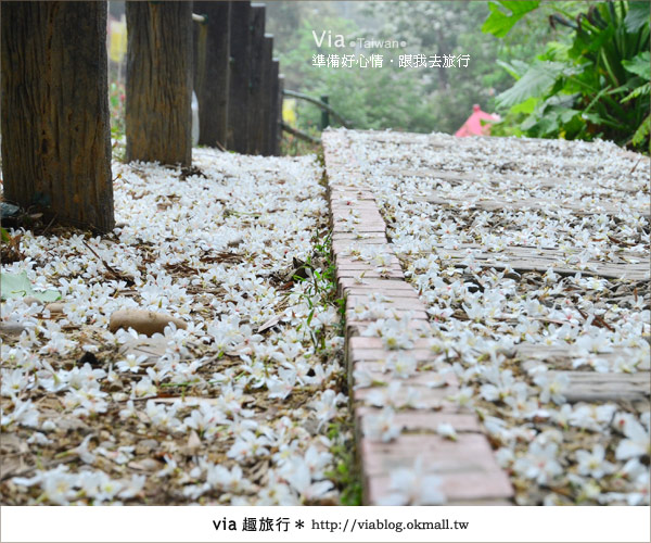 【客家桐花祭】彰化福田賞桐生態園區～跟著via賞桐趣！30