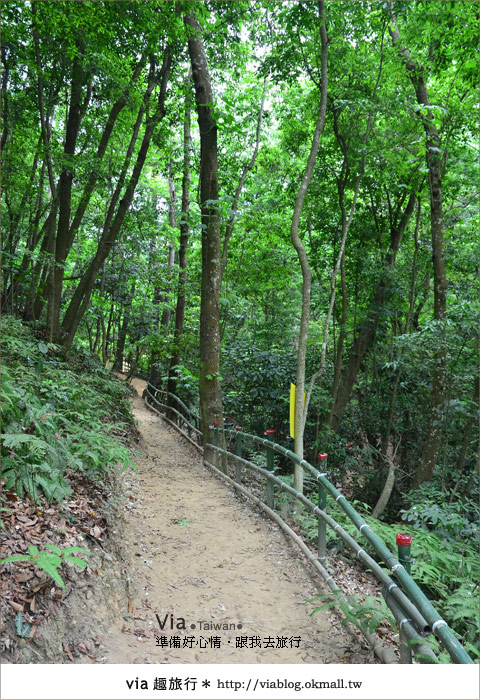 【客家桐花祭】彰化福田賞桐生態園區～跟著via賞桐趣！24