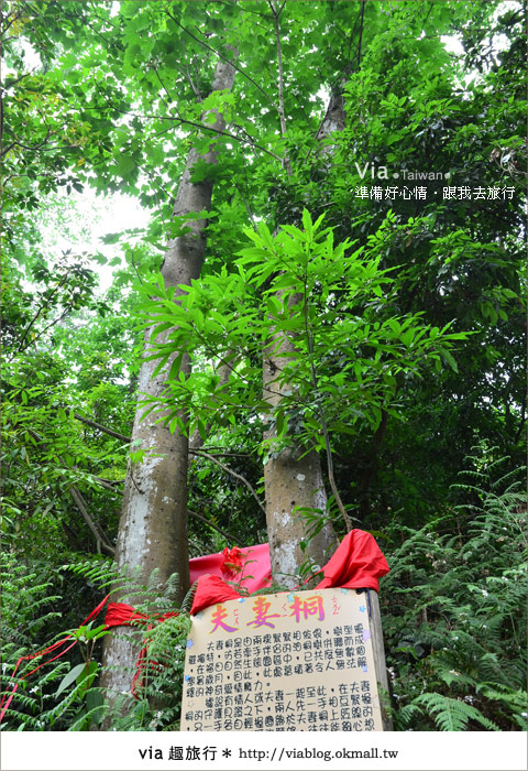 【客家桐花祭】彰化福田賞桐生態園區～跟著via賞桐趣！33