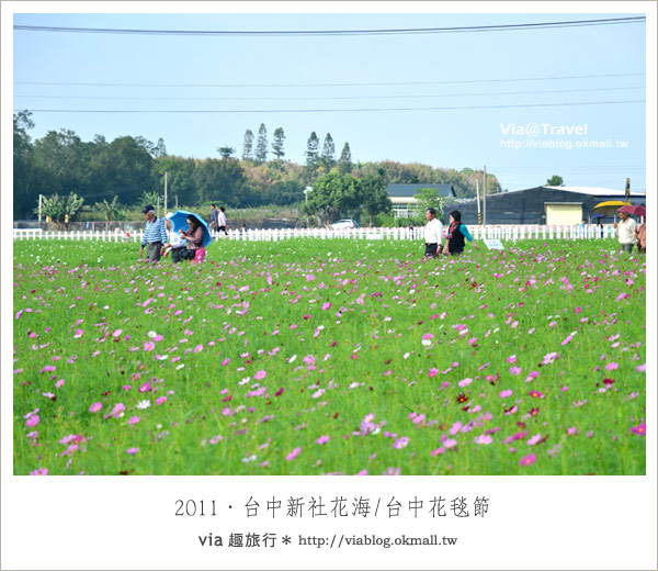 新社花海節》台中國際花毯節～一年一度的新社花海又來囉！