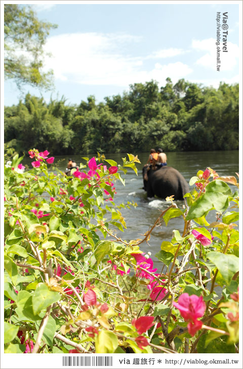 Via帶你玩泰國》泰國桂河之旅（上）～大象村、Jungle Raft水上旅館篇