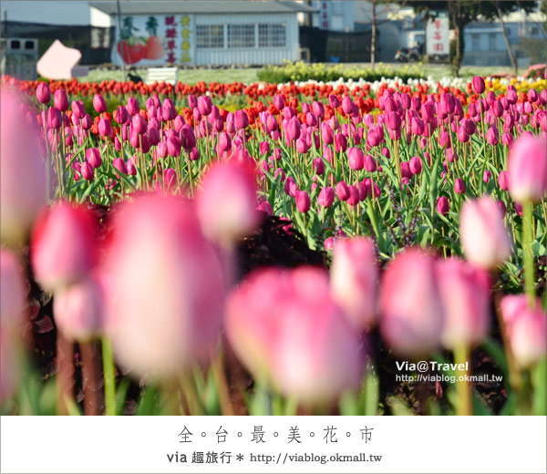 中社花海》中社觀光花市～滿滿的鬱金香在這裡綻放了！