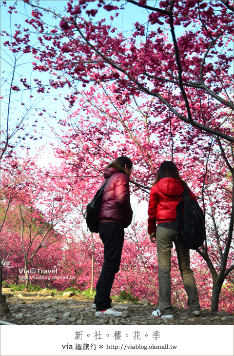 【新社櫻花季】新社區公所及129縣道～免費的美麗櫻花林！
