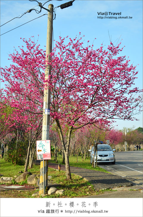 新社櫻花季》新社區公所及129縣道～免費的美麗櫻花林！