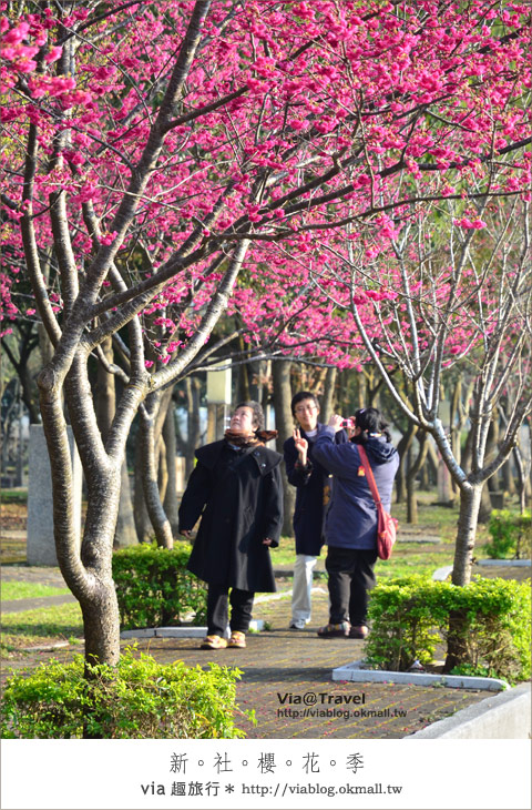 【新社櫻花季】新社區公所及129縣道～免費的美麗櫻花林！