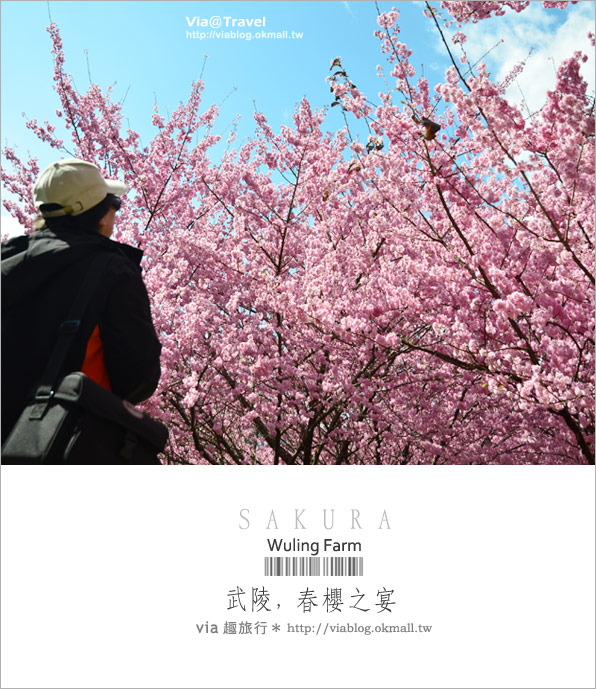 武陵農場櫻花季》武陵賞櫻！粉紅佳人大盛開～全台第一的賞櫻聖地！