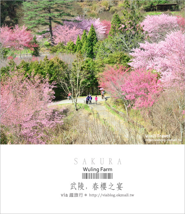 武陵農場櫻花季》武陵賞櫻！粉紅佳人大盛開～全台第一的賞櫻聖地！