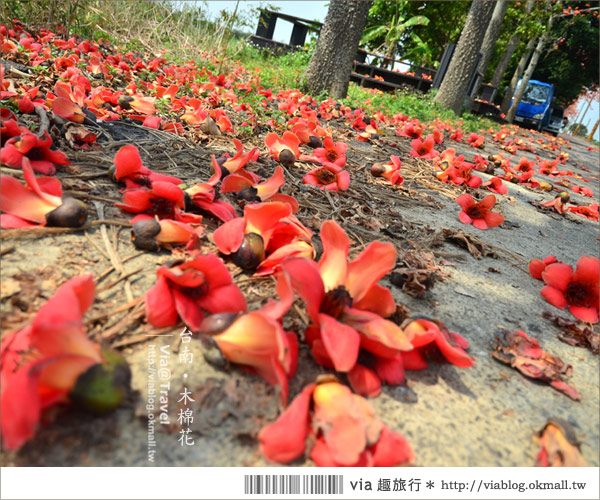 白河木棉花》台南白河林初埤木棉花道～一個橘紅色交織而成的美麗世界！