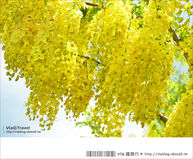 南投阿勃勒》中興新村阿勃勒三大賞點公開～夏天是屬於黃色的繽紛世界！