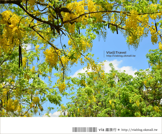 南投阿勃勒》中興新村阿勃勒三大賞點公開～夏天是屬於黃色的繽紛世界！
