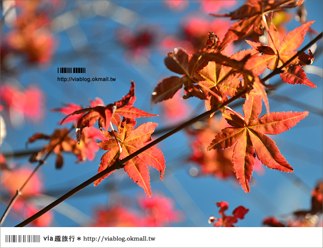 清境遊記》清境楓葉初紅～via今年秋天的第一抹楓紅！