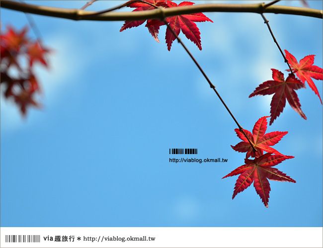 清境遊記》清境楓葉初紅～via今年秋天的第一抹楓紅！
