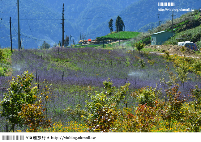 福壽山薰衣草》福壽山農場～夢幻的紫色國度！薰衣草花海盛開中！