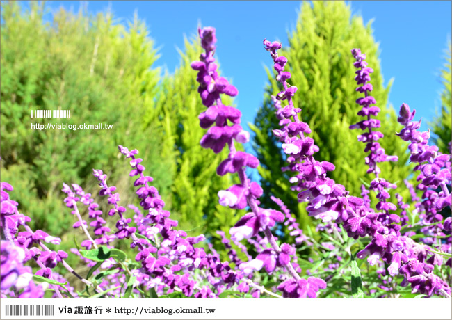 福壽山薰衣草》福壽山農場～夢幻的紫色國度！薰衣草花海盛開中！
