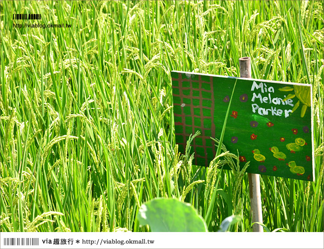 苗栗苑裡》山水有機稻場～帶孩子們來稻田間玩耍吧！