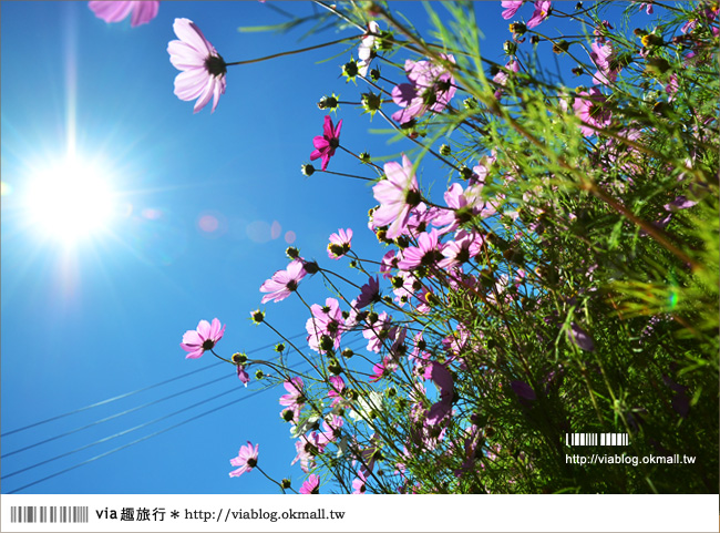 福壽山農場》全台最美的花海～再度拜訪‧秘境波斯菊花海！