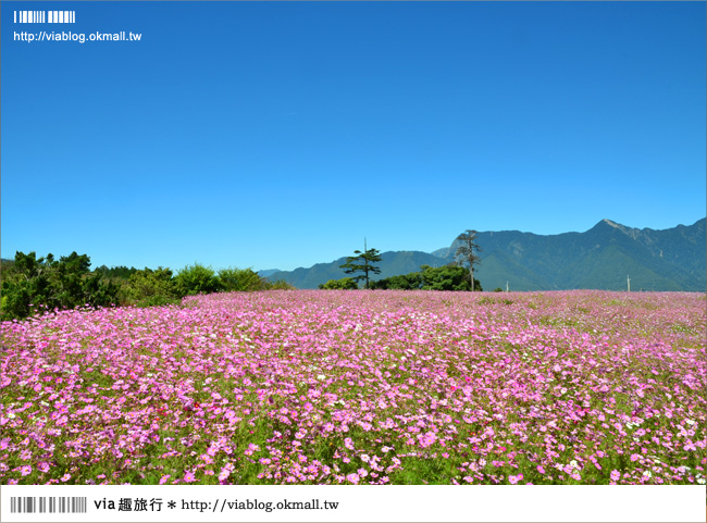 福壽山農場》全台最美的花海～再度拜訪‧秘境波斯菊花海！