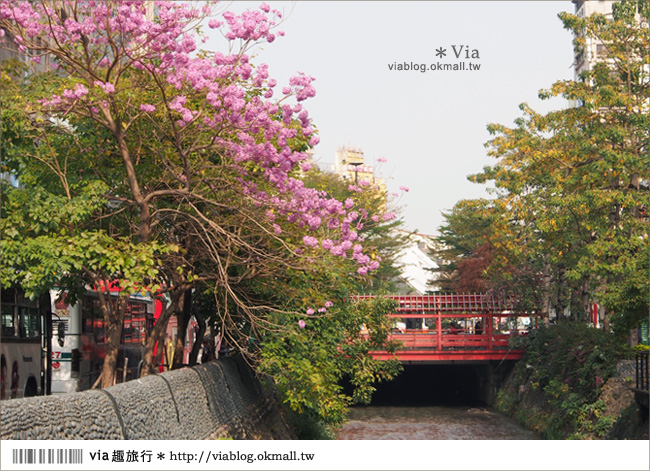 【台中景點】台中洋紅風鈴木‧就在宮原眼科旁的市區美景！