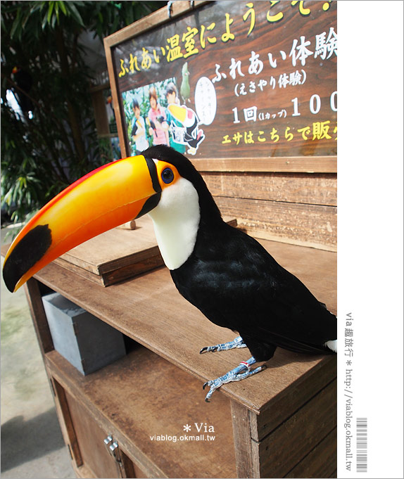島根必玩景點》必去！松江花鳥園/松江貓頭鷹樂園～via最愛的島根玩樂景點！