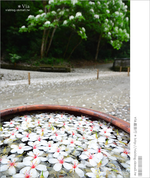 【油桐花季】挑水古道～今年依舊從此地，開啟我的桐花旅程。
