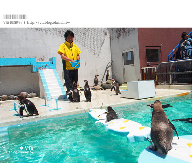 小樽景點》小樽水族館～超多海洋動物的精彩表演！親子玩樂首選！
