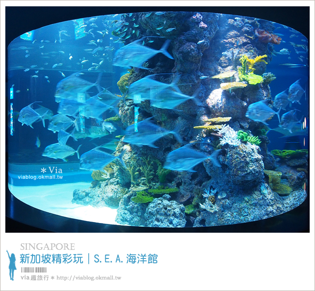 新加坡觀光景點》新加坡SEA海洋館～全球最大的海洋館約會去！