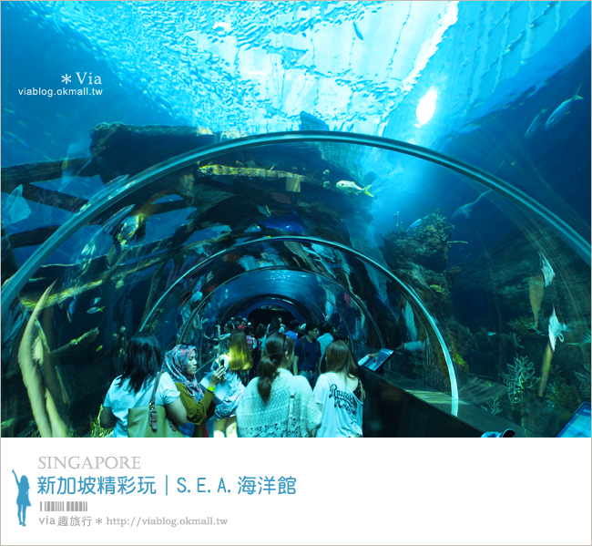 新加坡觀光景點》新加坡SEA海洋館～全球最大的海洋館約會去！