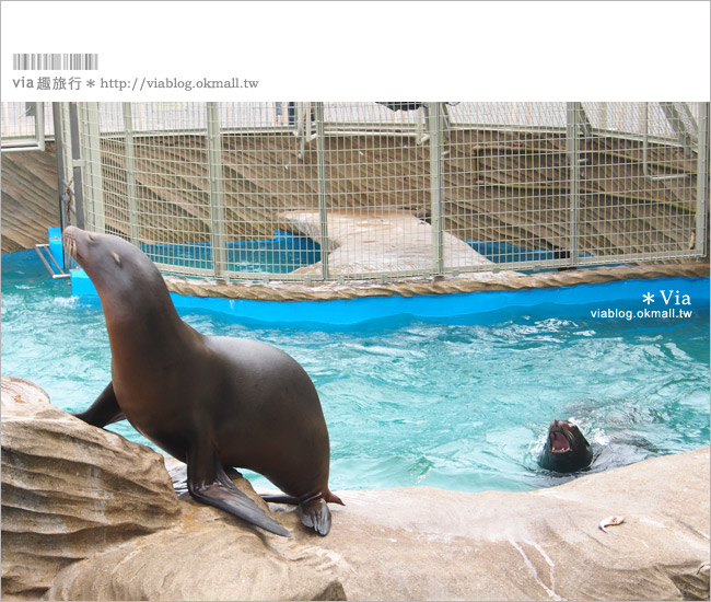 名古屋旅遊》東山動植物園～超大園區！動物園、植物園一次看個夠！