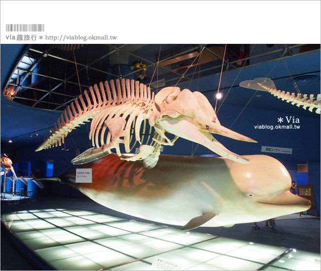名古屋景點》名古屋港水族館～大人氣的虎鯨、小白鯨、企鵝、海豚等你來玩！