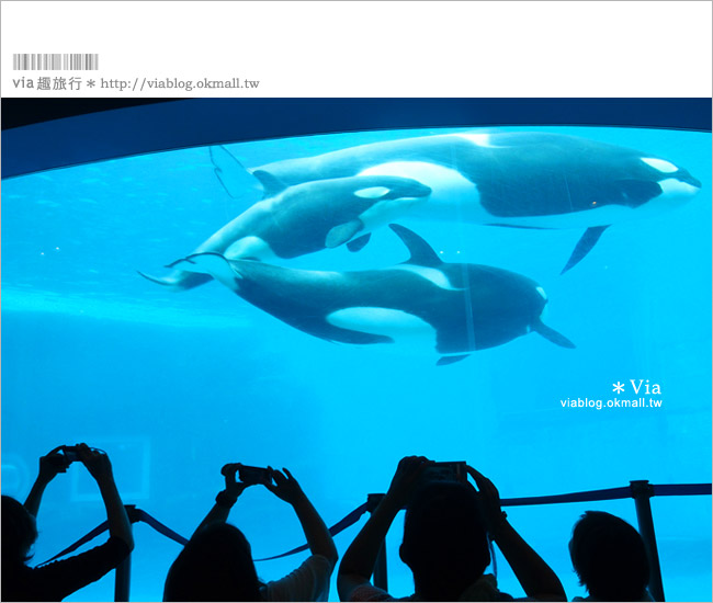 名古屋景點》名古屋港水族館～大人氣的虎鯨、小白鯨、企鵝、海豚等你來玩！
