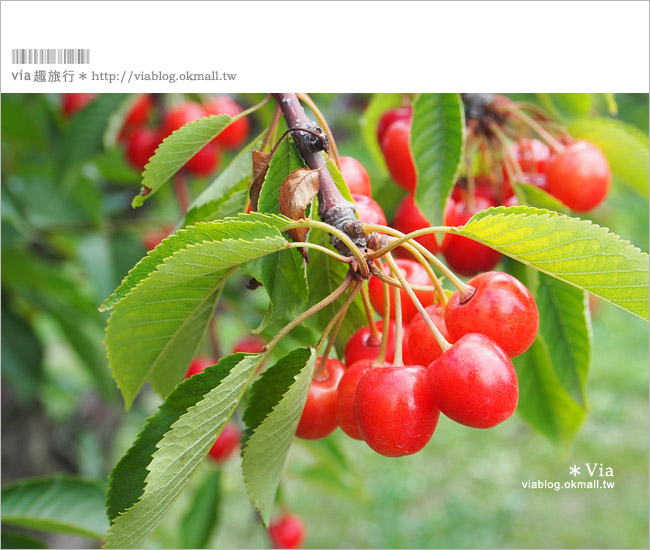 小樽景點》夏旅北海道～「山本觀光果園」大啖鮮美水果的好去處！