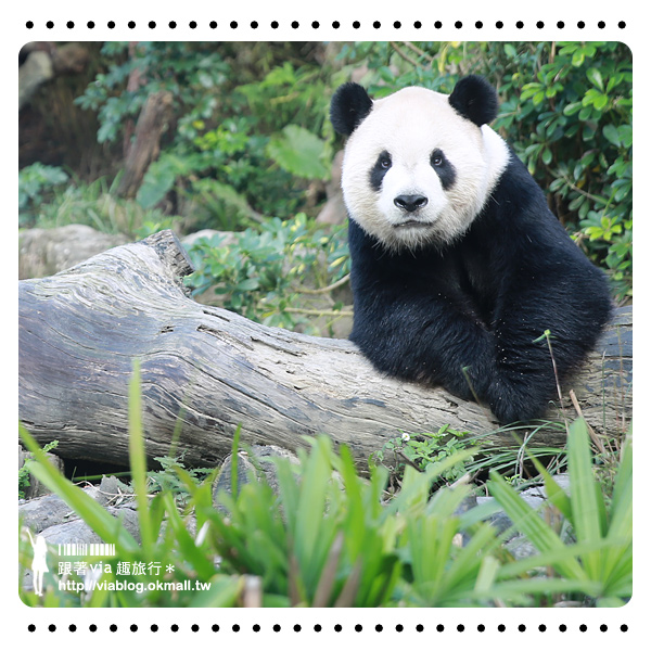 台北動物園》熊貓圓仔影片～圓仔終於見客啦！來去動物園看爆可愛的圓仔