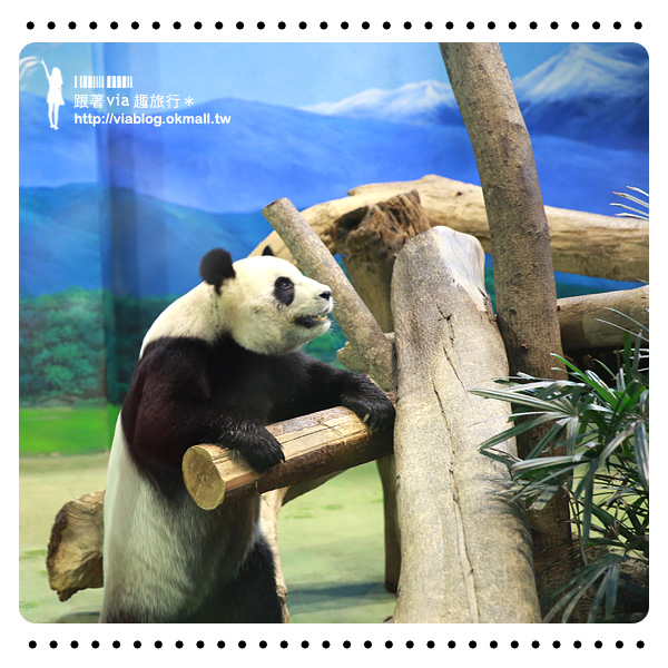 【台北動物園】熊貓圓仔影片～圓仔終於見客啦！來去動物園看爆可愛的圓仔