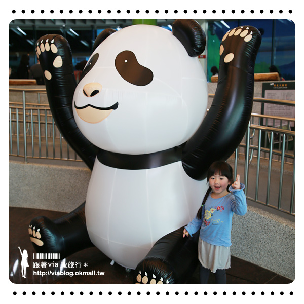 台北動物園》熊貓圓仔影片～圓仔終於見客啦！來去動物園看爆可愛的圓仔