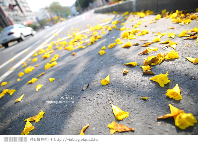 台南黃金風鈴木》台南市林森路的黃金大道‧黃澄風鈴木繽紛綻開～