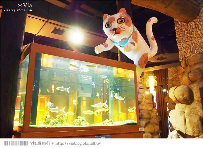 台南安平景點》虱目魚主題館～超可愛的貓咪與魚兒，拍照的好去處！