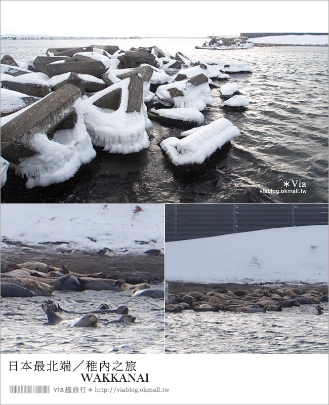 稚內景點》日本最北端之旅（下）●防波堤、賞海豹、野寒布岬夕陽、俄羅斯歌舞表演