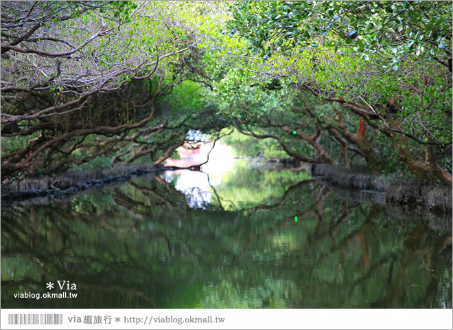 台版亞馬遜河》台南四草紅樹林綠色隧道～絕美！搭乘竹筏出遊賞景趣