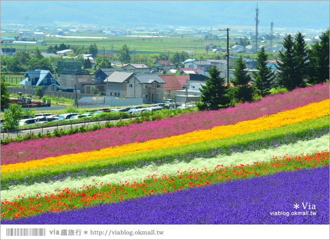 富田農場》北海道推薦景點。富田農場花季～超美的彩虹花田＋薰衣草田（上集）