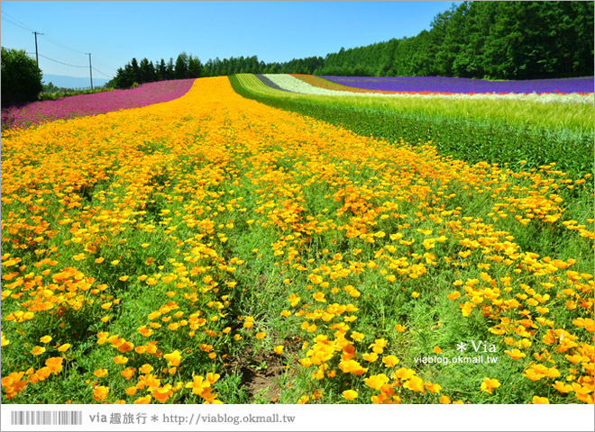 富田農場》北海道推薦景點。富田農場花季～超美的彩虹花田＋薰衣草田（上集）
