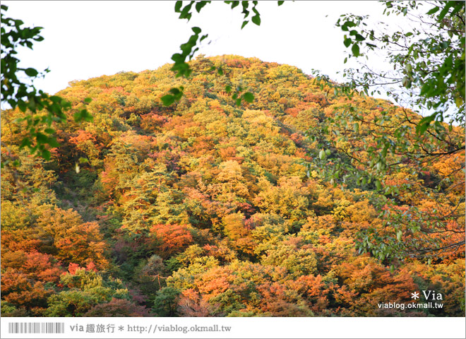 東北賞楓景點》秋田抱返溪谷～山林間美好的溪谷景觀！秋天滿是紅葉時最美